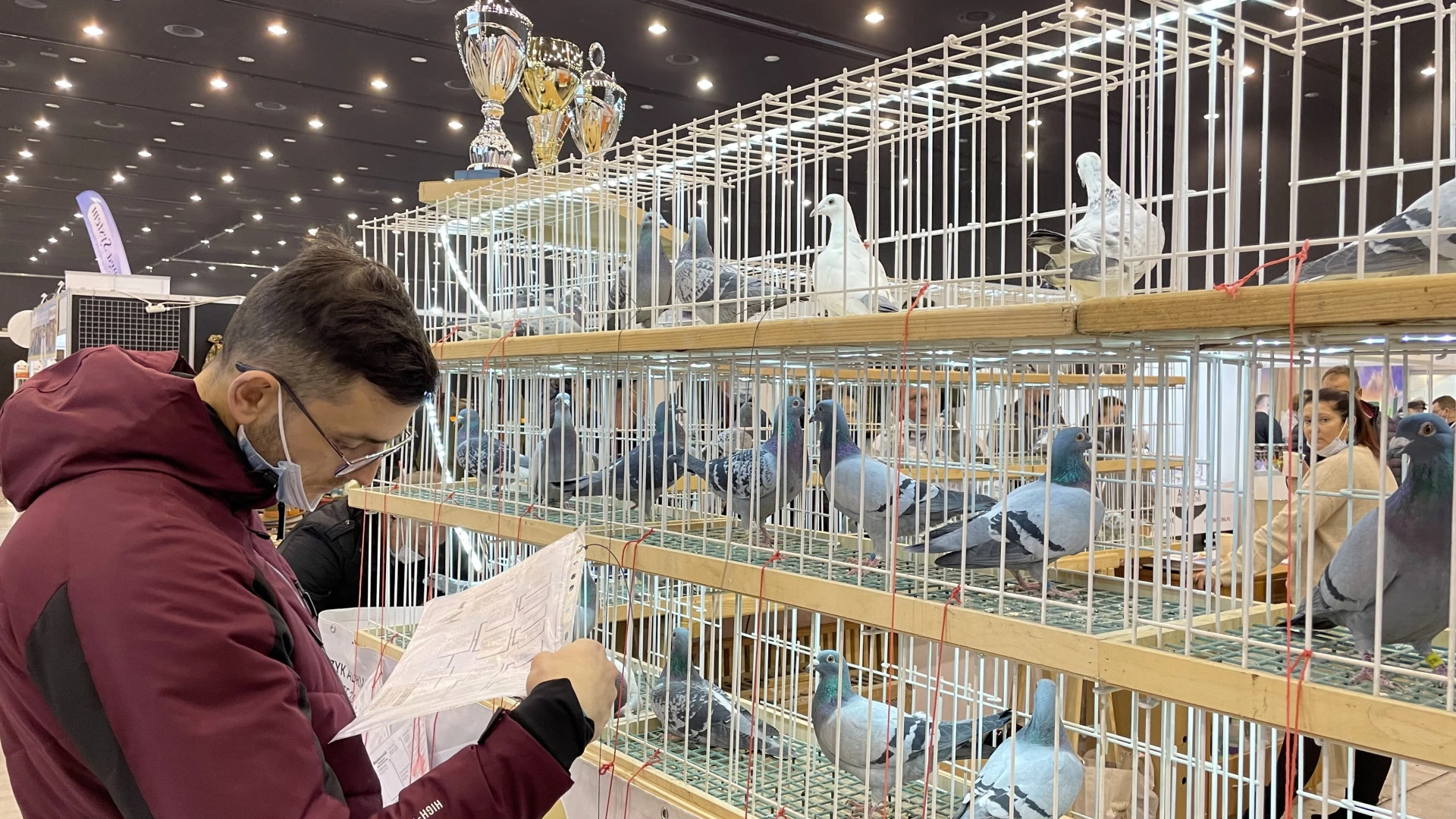 międzynarodowe targi gołębi pocztowych expogołębie